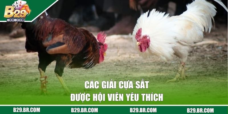 Các giải cựa sắt được hội viên yêu thích