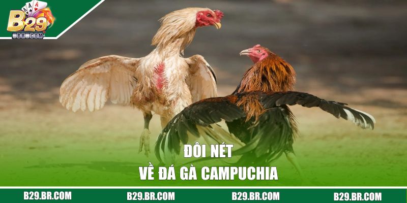 Đôi nét về đá gà Campuchia